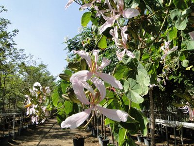 White Variegated Orchid Tree, White Butterfly Tree