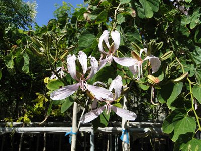 White Variegated Orchid Tree, White Butterfly Tree