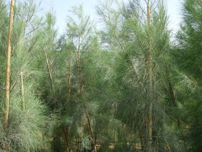Horsetail Tree, Australian Pine
