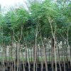 Millingtonia hortensis, Akash Neem, Indian Cork Tree, Maramalli, Tamil, Tree Jasmine