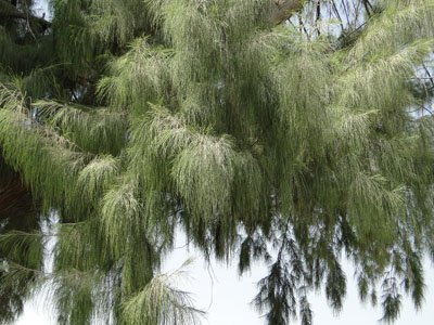 Tamarix aphylla, Tamarisk, Salt Cedar