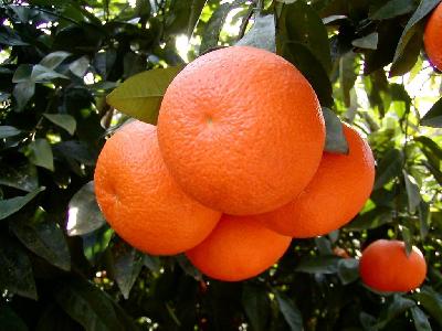 Citrus reticulata (Mandarin)