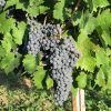 Vitis vinifera (Grapes)