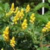 Cassia alata (Candle Bush, Empress Candle Plant, Candletree, Candelabra Bush, Ringworm Tree)