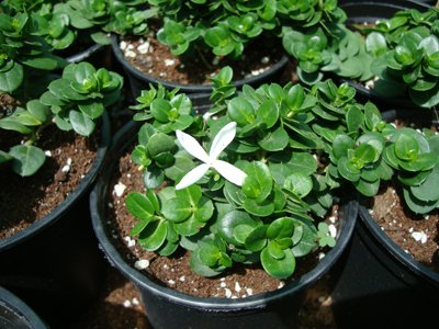 Carissa grandiflora Boxwood Beauty (Compact Natal Plum)Carissa grandiflora Boxwood Beauty (Compact Natal Plum)