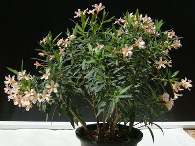 Nerium oleander Petite Pink (Oleander)