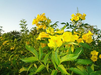 Tecoma stans (Trumpet bush, Yellow bells, Yellow elder)