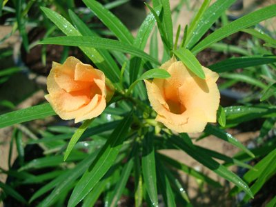 Thevetia peruviana (Lucky Nut, Yellow Oleander, Mexican Oleander)