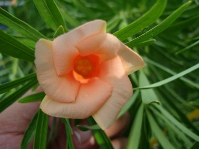 Thevetia peruviana (Lucky Nut, Yellow Oleander, Mexican Oleander)