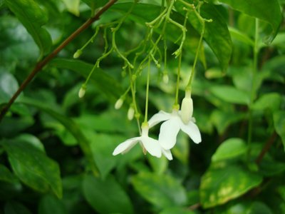 Wrightia religiosa (Wild Water Plum, Water Jasmine)