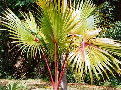 Latania lontaroides (Red Latan Palm)