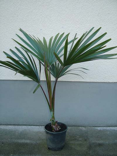 Latania lontaroides (Red Latan Palm)