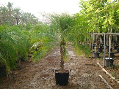 Phoenix roebelenii (Miniature Date Palm, Pygmy Date Palm)