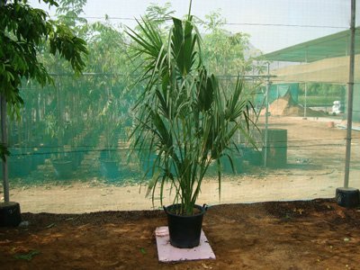 Sabal palmetto (Cabbage Palmetto Palm, Sabal Palm, Carolina Palmetto, Common Blue Palmetto)
