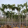 Veitchia merrillii (Christmas Palm, Manila Palm, Kerpis Palm)