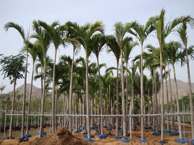 Veitchia merrillii (Christmas Palm, Manila Palm, Kerpis Palm)