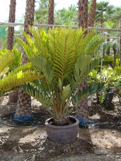 Zamia furfuracea (Cardboard Palm)