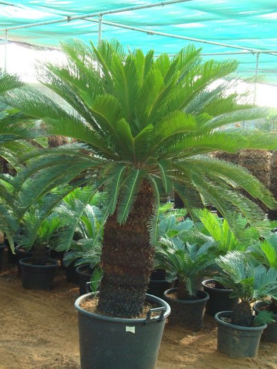 Cycas revoluta (Japanese Sago Palm, King Sago Palm, Sago Cycas, Sago Palm)