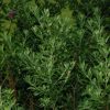 Leucophyllum frutescens Green Cloud (Texas Sage)