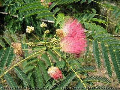 Silk Tree, Mimosa
