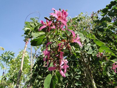 Orchid Tree, Butterfly Tree, Mountain Ebony, Geranium Tree, Purple Bauhinia