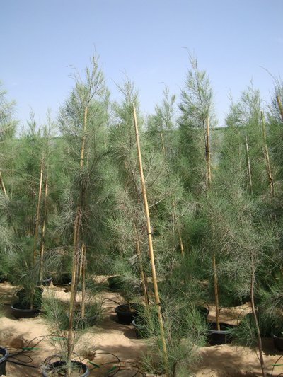 Horsetail Tree, Australian Pine