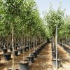 White Fig, Ficus infectoria