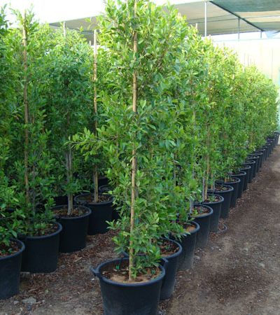 Ficus nitida, Cuban Laurel, Indian Laurel Fig, Green Island Fig, Chinese Banyan