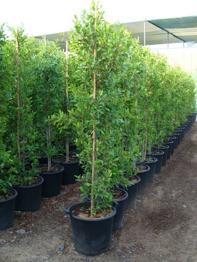 Ficus nitida, Cuban Laurel, Indian Laurel Fig, Green Island Fig, Chinese Banyan