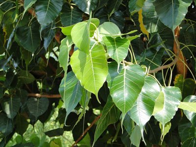 Ficus religiosa, Bo Tree, Peepul, Sacred Fig