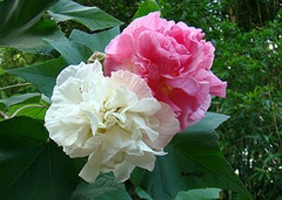 Hibiscus mutabilis, Confederate Rose, Cotton Rose