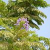 Jacaranda mimosifolia, Brazilian Rose Wood, Green Ebony