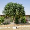 Melia azadarach, Bead-Tree, Persian Lilac, Pride of india