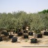 Olea europea, Olive