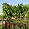 Pongamia glabra , Pongam, Karum Tree, Poonga-Oil Tree, Indian Beech