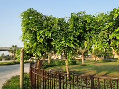 Pongamia glabra , Pongam, Karum Tree, Poonga-Oil Tree, Indian Beech