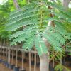 Peltophorum pterocarpum, Yellow Poinciana, Yellow Flame Tree, Copper-Pod, Yellow Flamboyant Tree