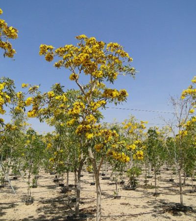Tabebuia argentea, Caribbean Trumpet Tree, Yellow Tabebuia