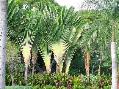Traveller's Palm Ravenala Madagascariensis
