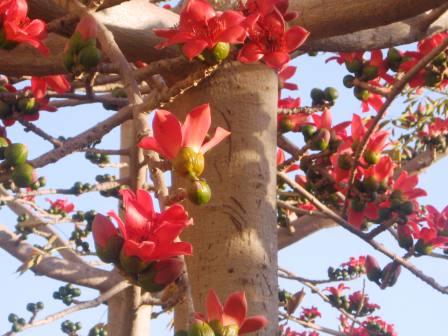 Red Silk Cotton Tree