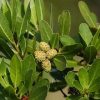 Buttonwood