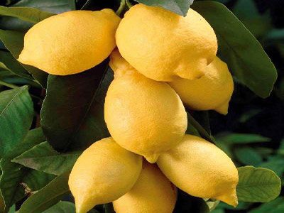 Citrus lemon (Lemon)