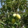 Mangifera indica (Mango)