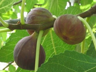 Ficus carica (Fig)