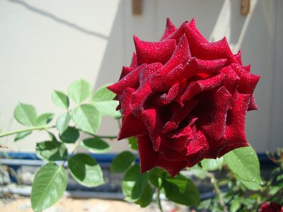 Rosa Spp. (Rose)