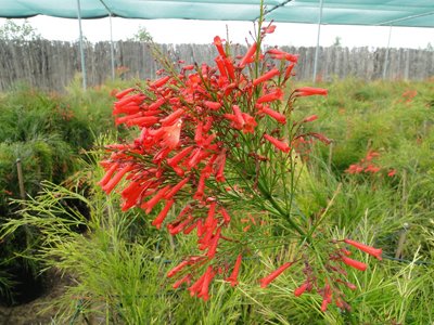 Russelia equisetiformis (Coral Plant, Firecracker Plant)