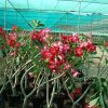 Adenium obesum (Desert Rose, Impala Lily)
