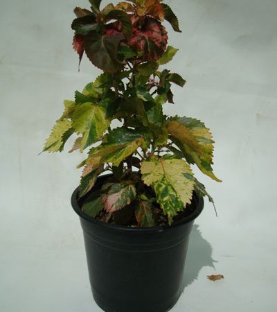 Acalypha wilkesiana (Copper Leaf, Jacobs Coat, Fire-Dragon)