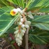 Alpinia zerumbet (Ginger Lily, Shell Ginger)