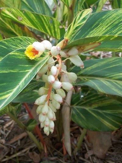 Alpinia zerumbet (Ginger Lily, Shell Ginger)